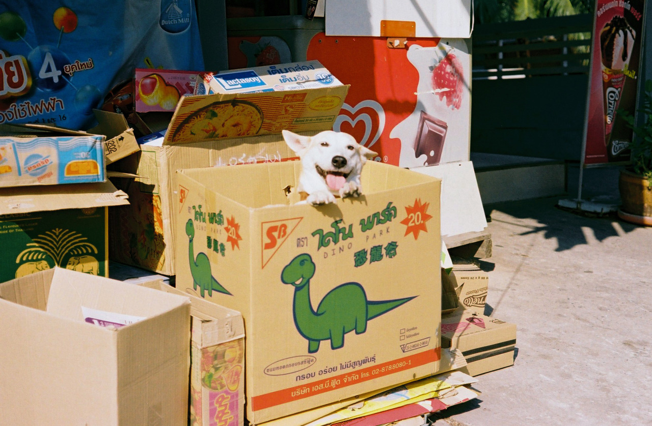 Gluta, la chienne la plus heureuse du monde (14)