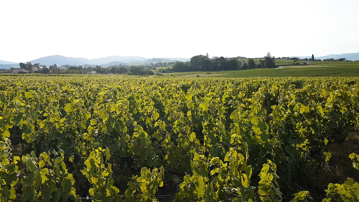 audi-tt-beaujolais-10
