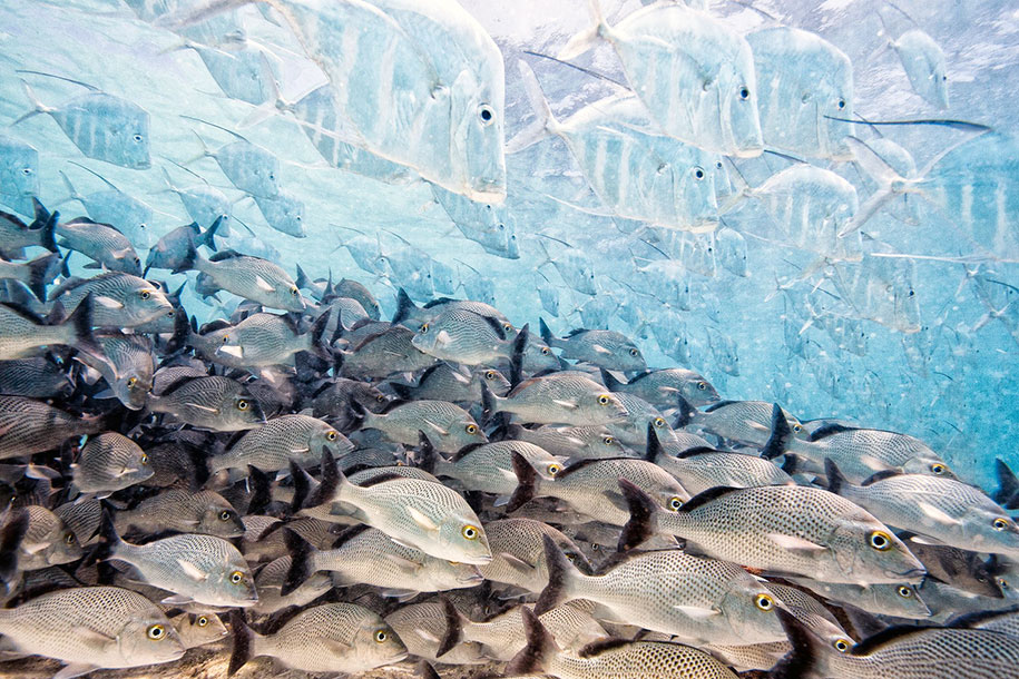 wildlife-photographer-of-the-year-4