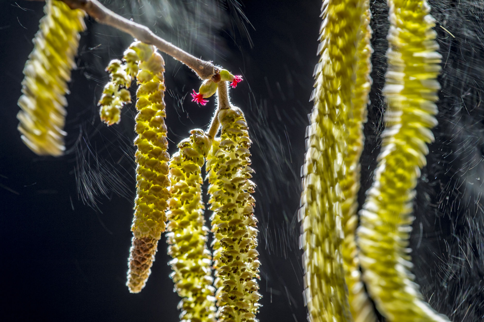 wildlife-photographer-of-the-year-12