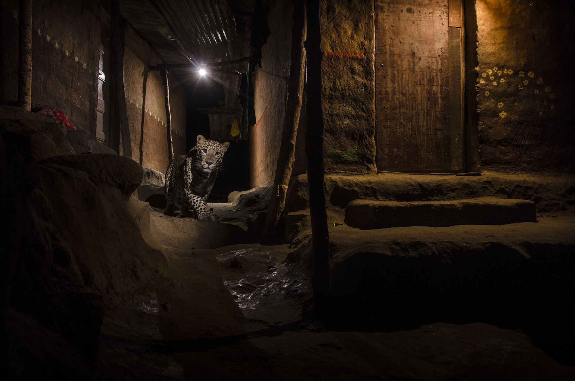 wildlife-photographer-of-the-year-13