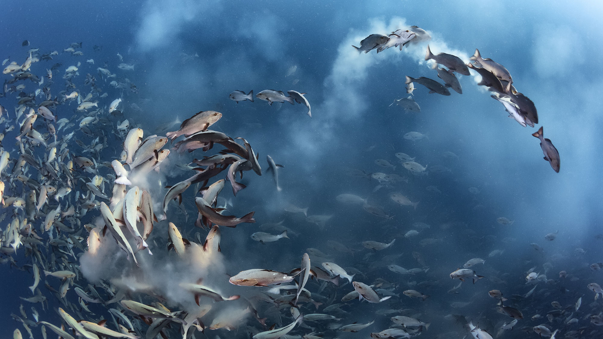 wildlife-photographer-of-the-year-15