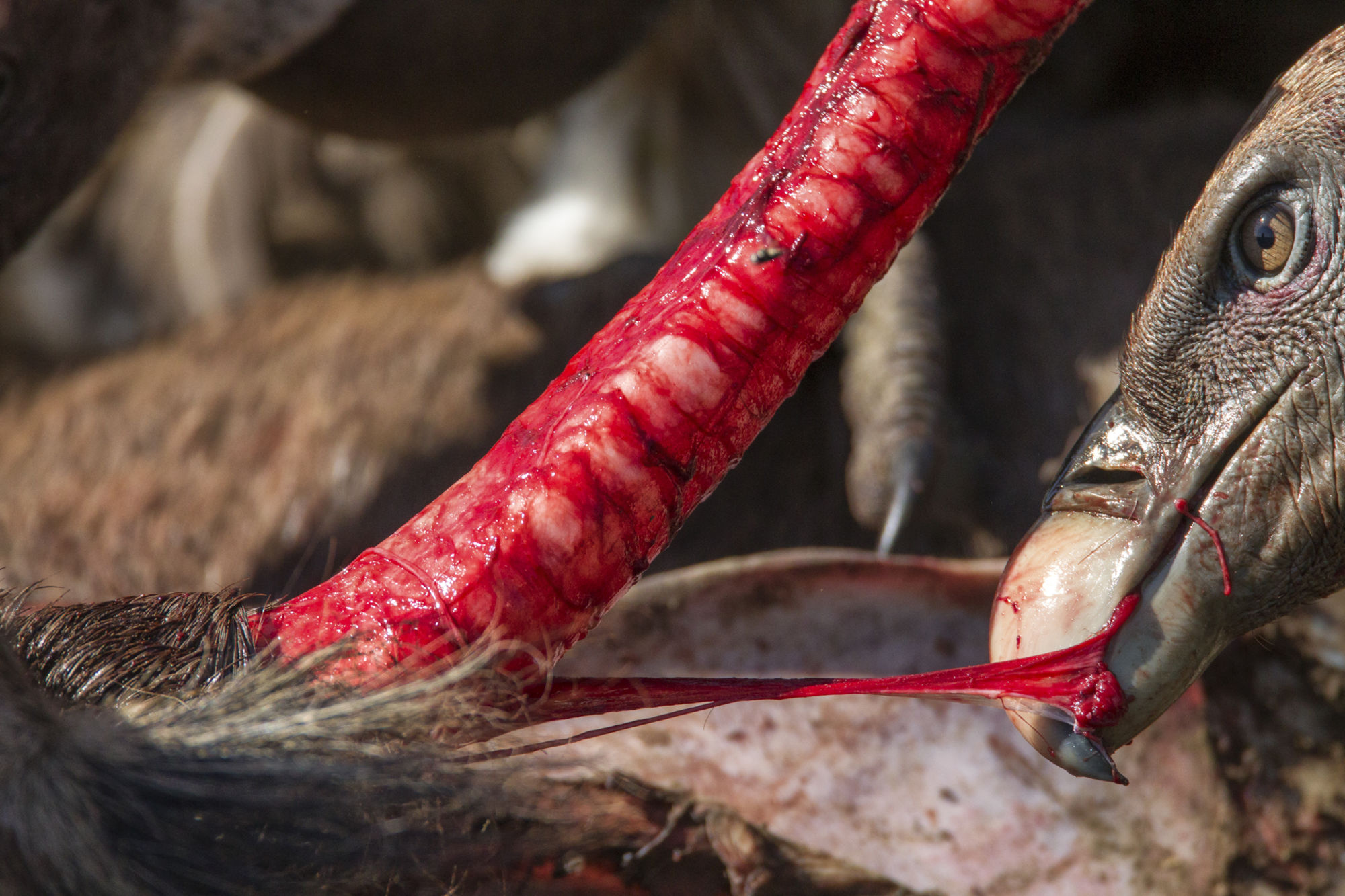 wildlife-photographer-of-the-year-19