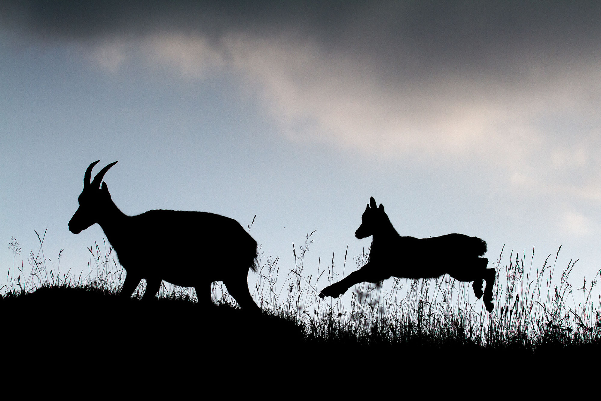 wildlife-photographer-of-the-year-22