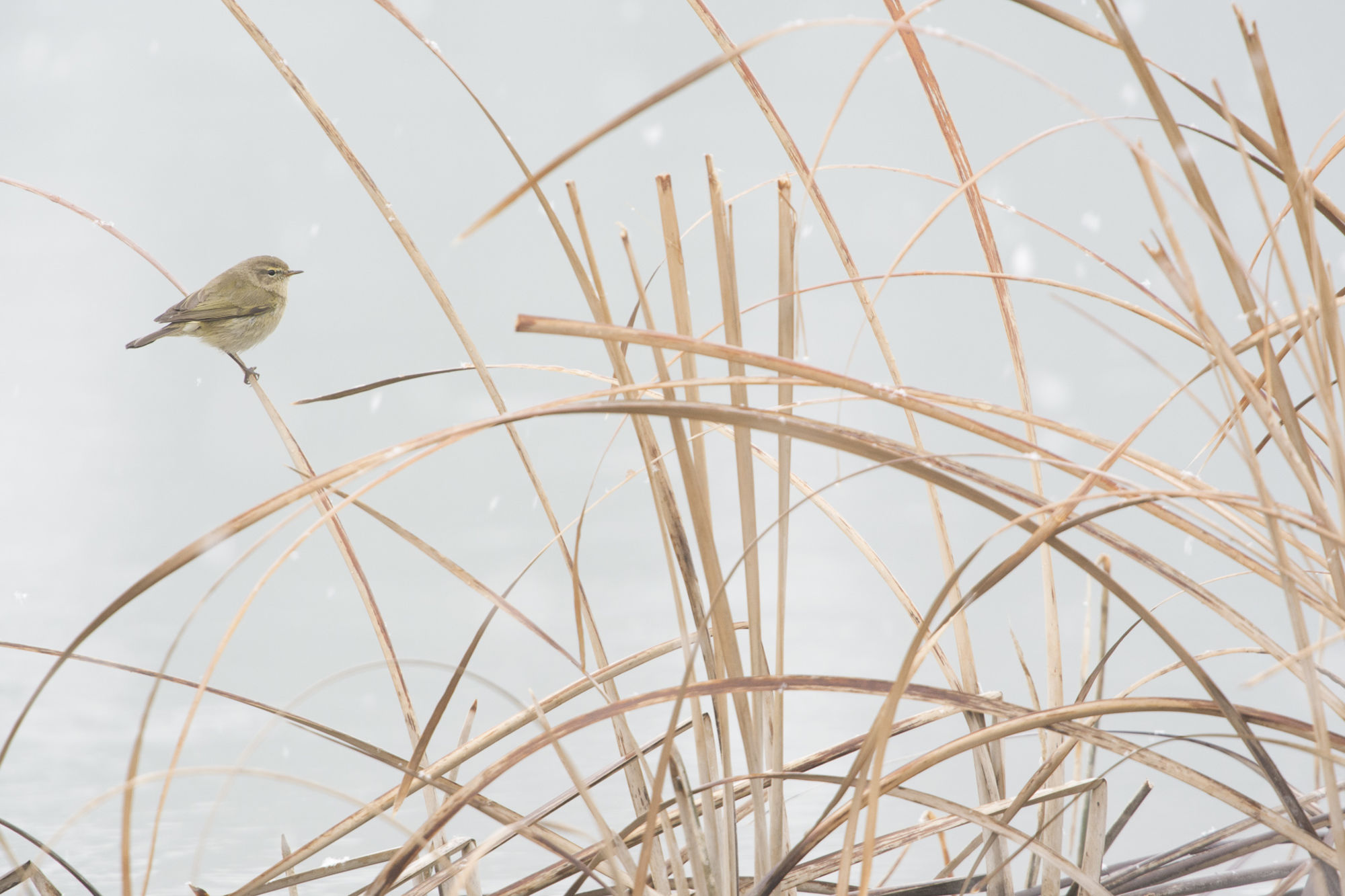 wildlife-photographer-of-the-year-23