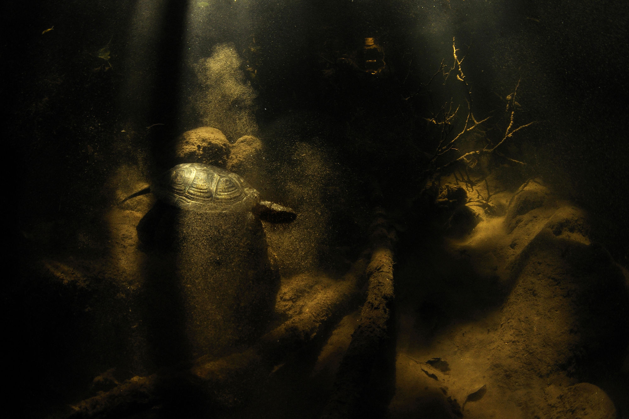 wildlife-photographer-of-the-year-4