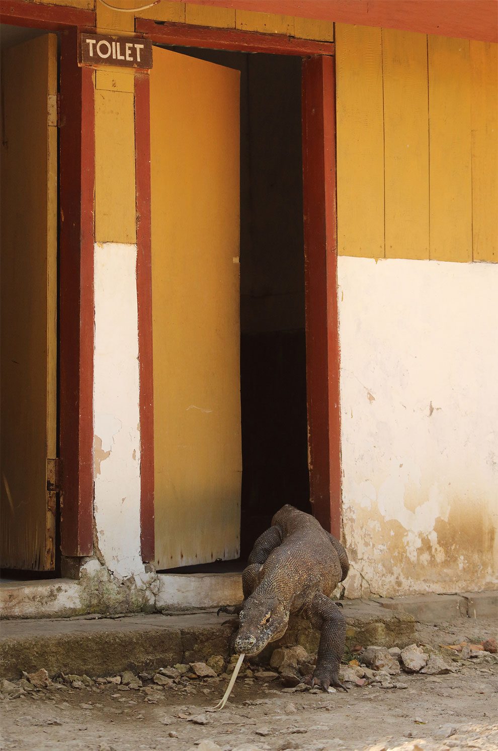 comedy-wildlife-photo-awards-2016-16