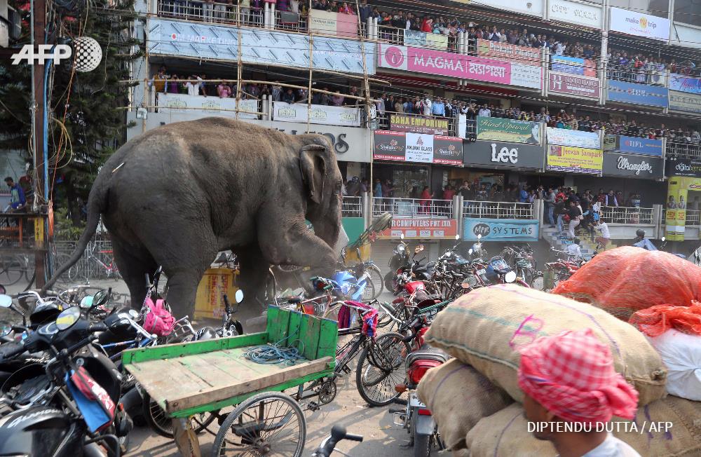 afp-news-agency-photo-of-the-year-2016-49