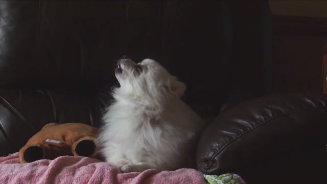 Des animaux en folie reprennent Where Is My Mind ou Sail