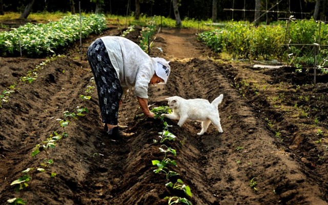 Grandma Cat Miyoko Ihara 4