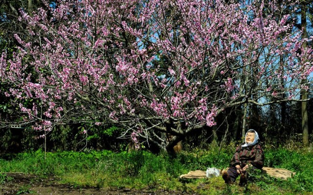 Grandma Cat Miyoko Ihara